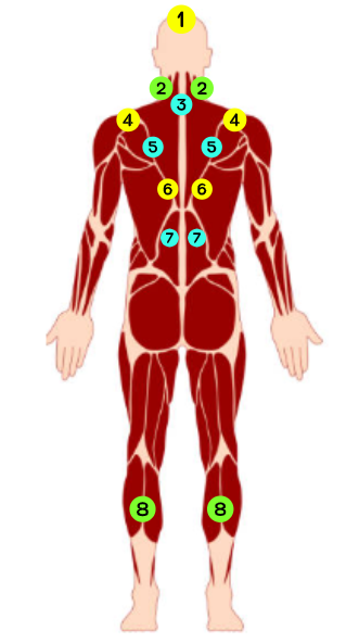 Gambar Anatomi Bekam